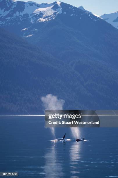 orca whales (orcinus orca) endicott arm fjord, inside passage, alaska, - inside passage stock pictures, royalty-free photos & images