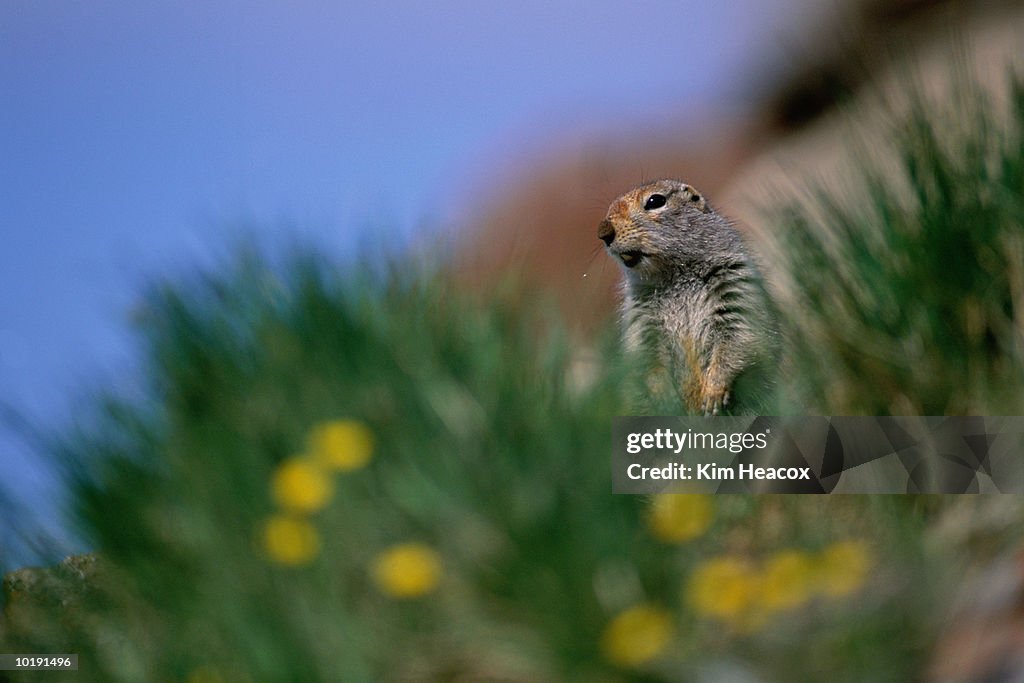 Arctic ground squirrel (Spermophilus parryii)