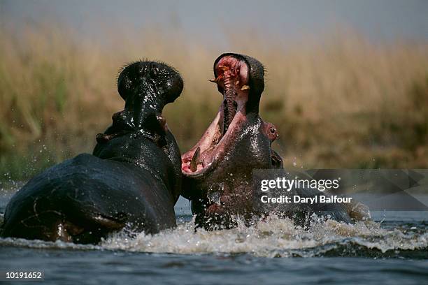 Balfour River Photos and Premium High Res Pictures Getty Images
