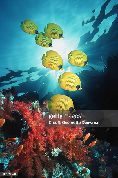 golden butterflyfish (chaetodon semilarvatus) over reef - butterflyfish stock pictures, royalty-free photos & images