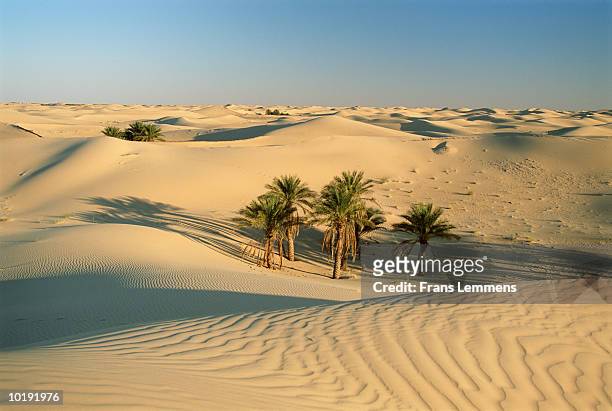 algeria, sahara desert, eastern sea of sand - algeria stock pictures, royalty-free photos & images