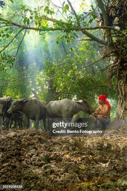 thai tradition cattleman with his own buffalo under the tree. - cowboy v till stock pictures, royalty-free photos & images