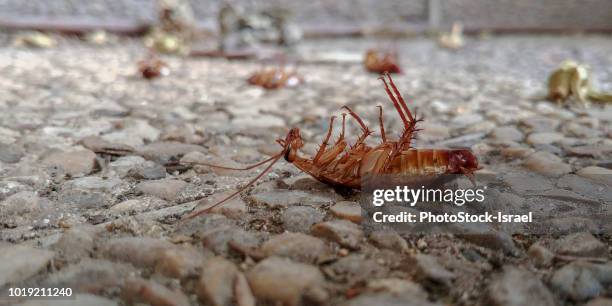 poisoned and dead cockroach - blatta americana stock pictures, royalty-free photos & images