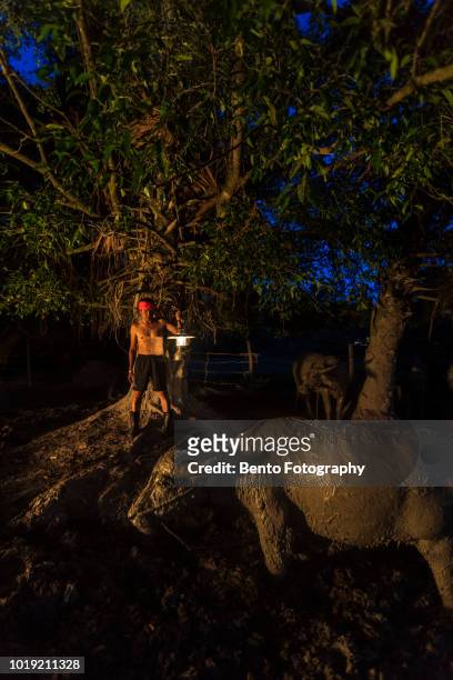 thai tradition cattleman use the candle light to see his buffalo under the tree at night. - cowboy v till stock pictures, royalty-free photos & images