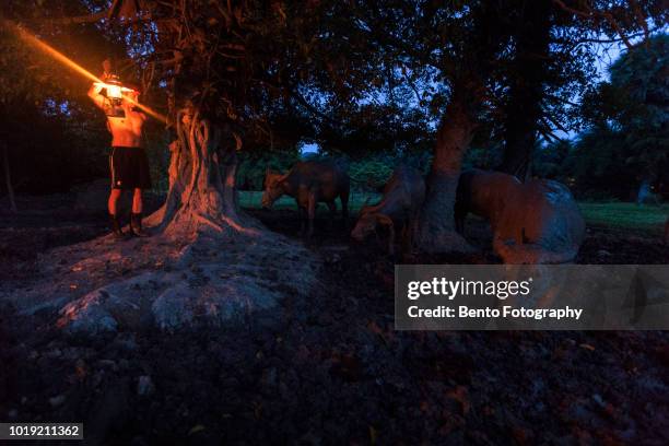 thai tradition cattleman use the candle light to see his buffalo under the tree at night. - cowboy v till stock pictures, royalty-free photos & images