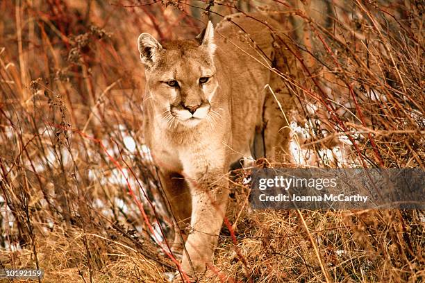 mountain lion (puma concolor) walking in grass - cougar fotografías e imágenes de stock