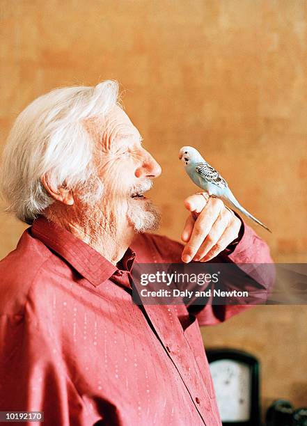 elderly man holding budgie, indoors, profile - budgerigar stock-fotos und bilder