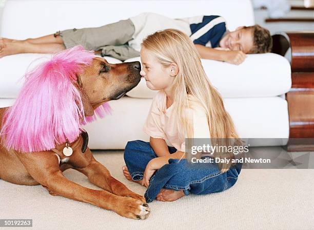 girl (6-8) rubbing noses with dog in pink wig - jeans barefoot girl stock pictures, royalty-free photos & images