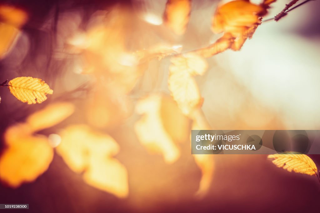 Blurred autumn leaves background in sunset