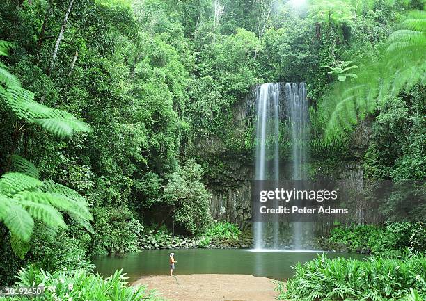 australia, queensland, cairns, woman looking at millaa falls - cairns stock-fotos und bilder