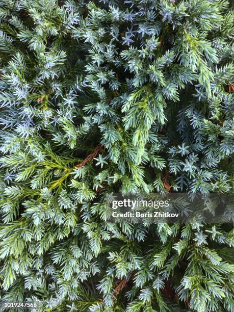 juniper. - juniperus stock pictures, royalty-free photos & images