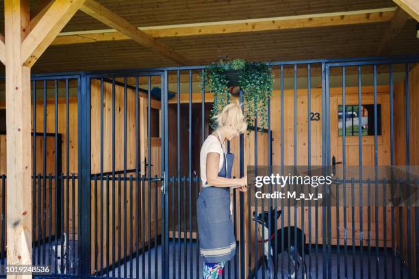 working at doggie daycare - kennel stock pictures, royalty-free photos & images