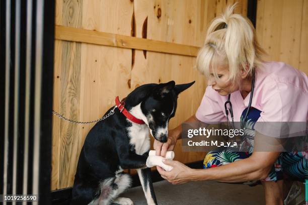 veterinarian works at doggie daycare - save a pet stock pictures, royalty-free photos & images