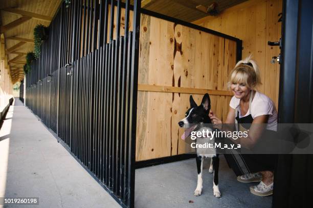 working at doggie daycare - criador de animais imagens e fotografias de stock