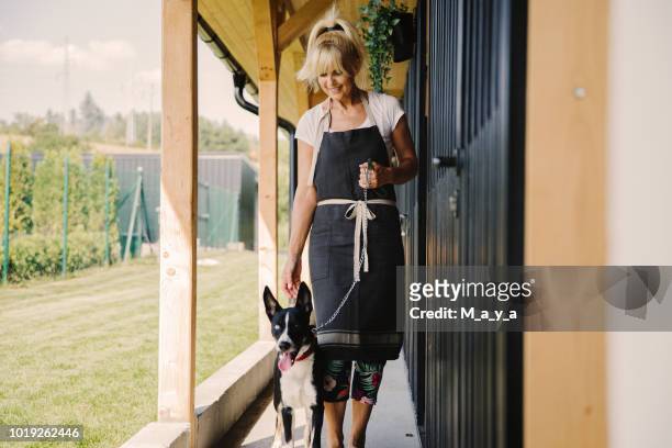 time for walking at doggie daycare - breeder stock pictures, royalty-free photos & images