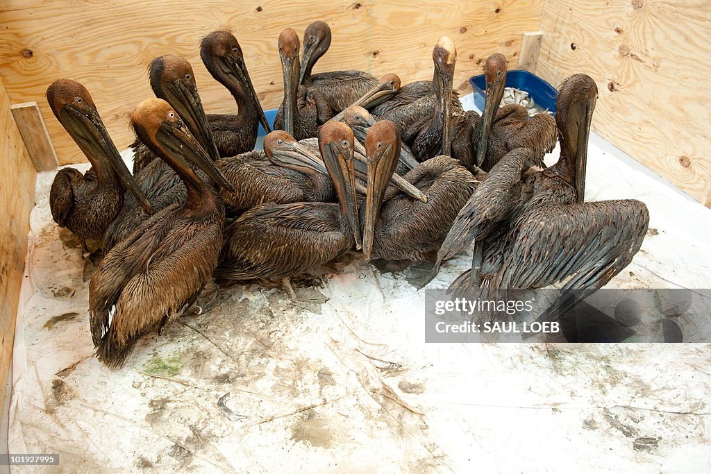 Oil covered brown pelicans found off the