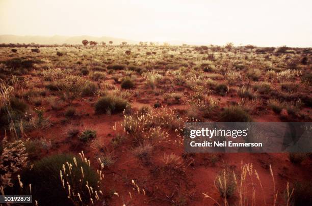 australia, northern territory, the red centre, bush land - northern territory stock-fotos und bilder