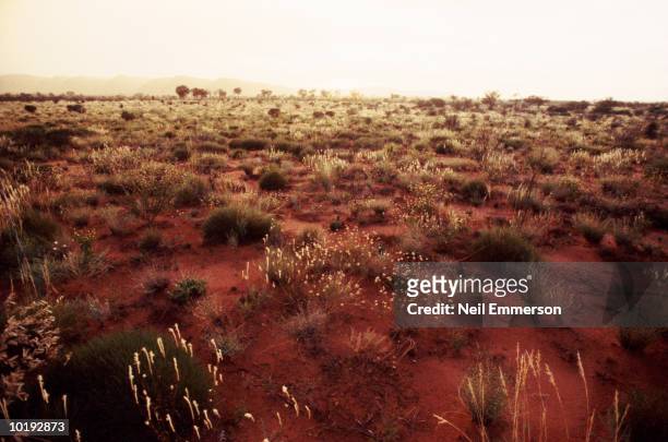 australia, northern territory, the red centre, bush land - brousse photos et images de collection