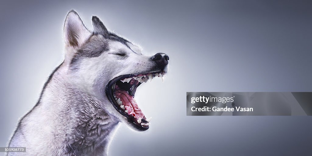Portrait of Husky with mouth open