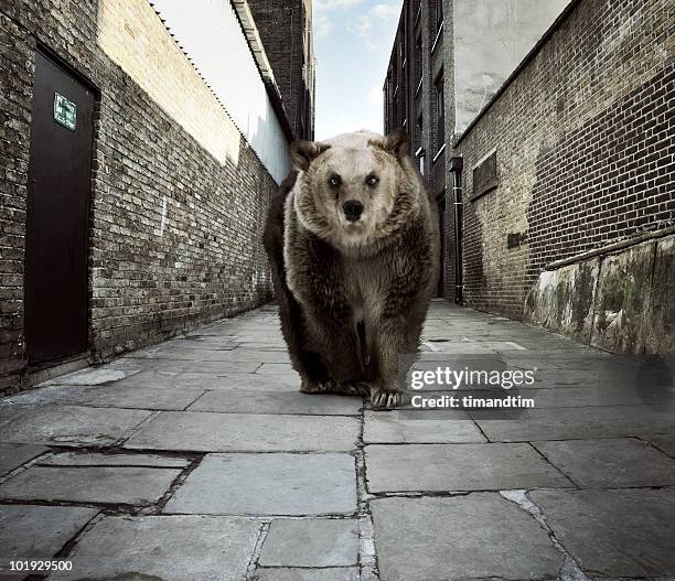 bear in the alley - wildlife photos et images de collection
