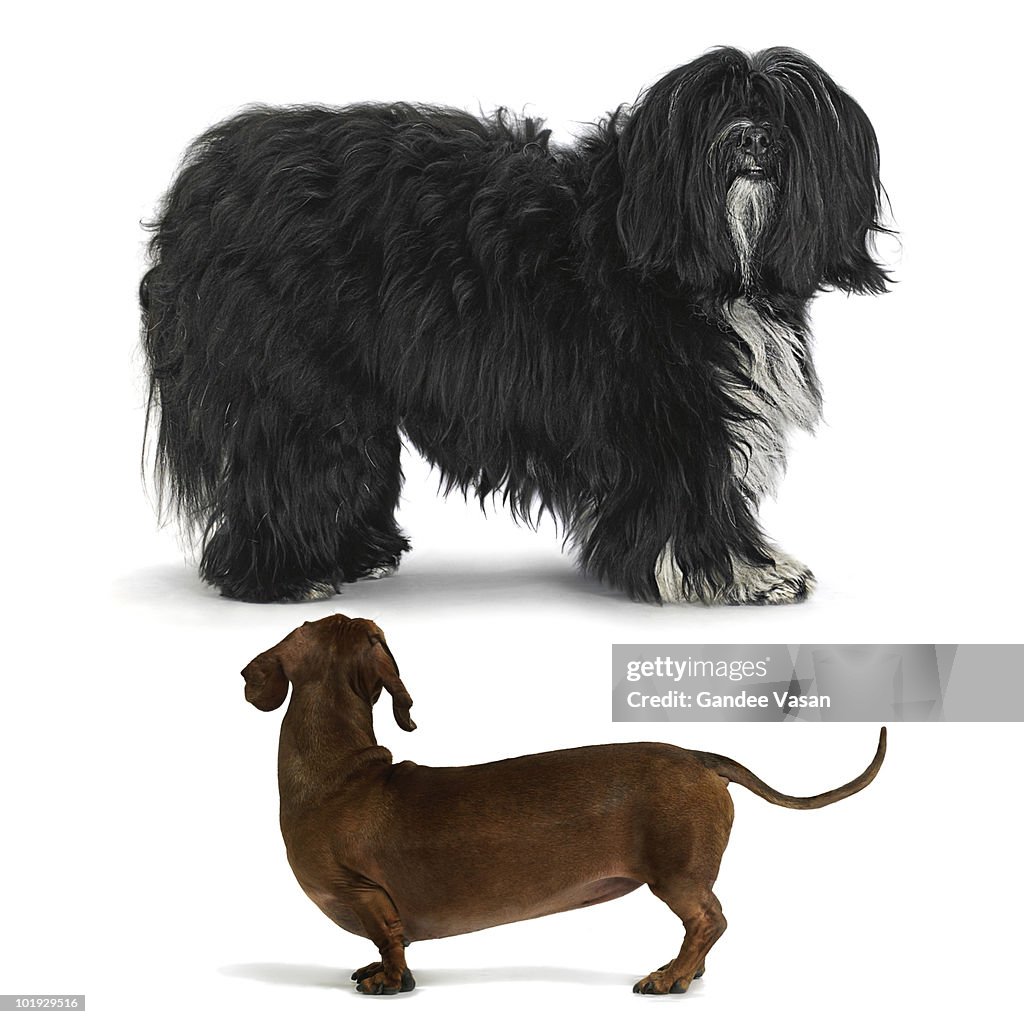 Hairless little dog looking at hairy large dog