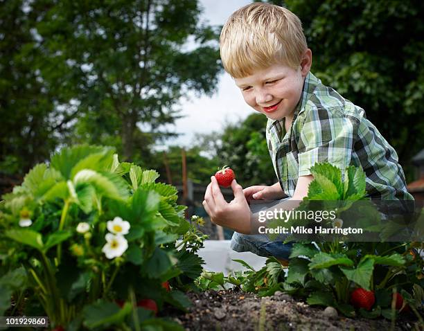 young boy picking strawberries - erdbeeren pflücken stock-fotos und bilder