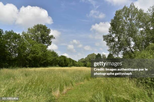 the wild vegetation in south of domain - djurskyddsområde bildbanksfoton och bilder