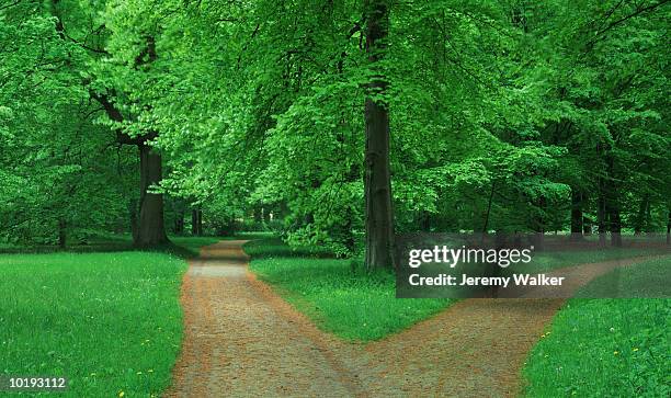 fork in pathway through beech forest - 分かれ道 ストックフォトと画像