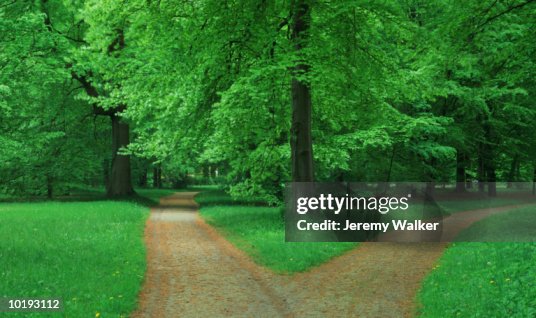 Fork in pathway through Beech forest Fork in pathway through Beech forest