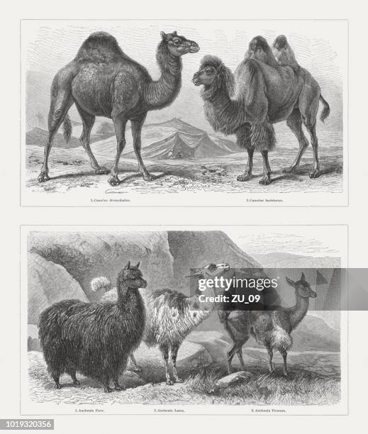 camels (camelidae), wood engravings, published in 1897 - alpaca stock illustrations