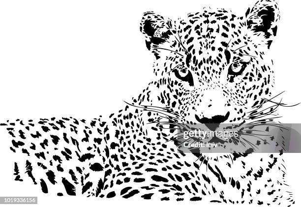 leopard portrait in black and white - leopard stock illustrations