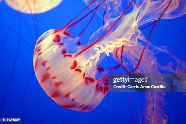 Jes Fish Jelly Fish High-Res Stock Photo - Getty Images