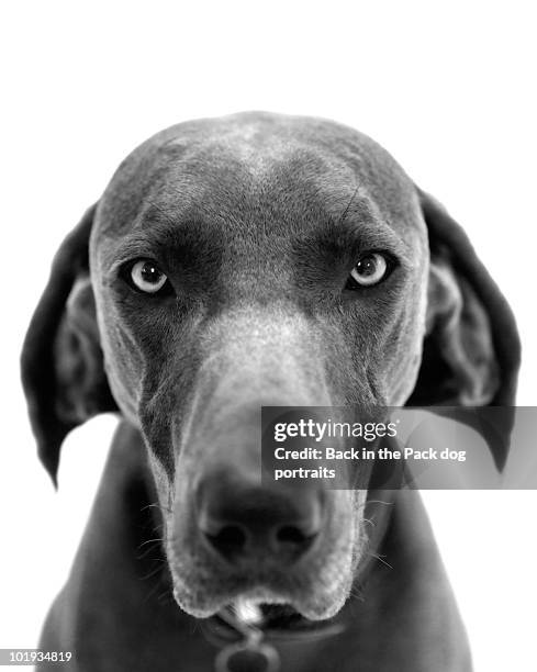 A closer look at Possessing Dog Staring Habits