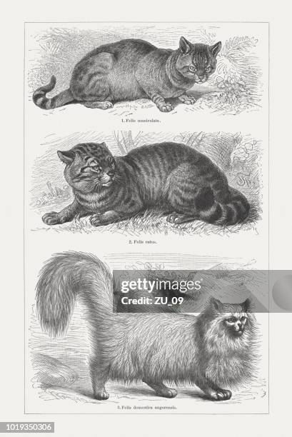 african and european wildcat, angora cat, wood engravings, published 1897 - indian desert cat stock illustrations