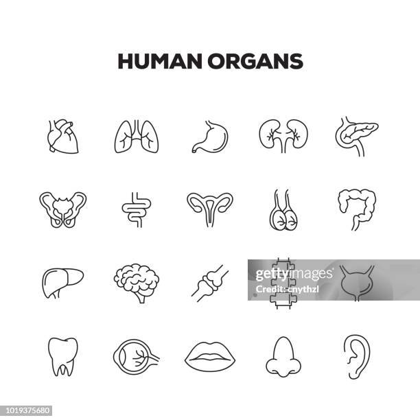 illustrazioni stock, clip art, cartoni animati e icone di tendenza di set icone linea organi umani - human liver