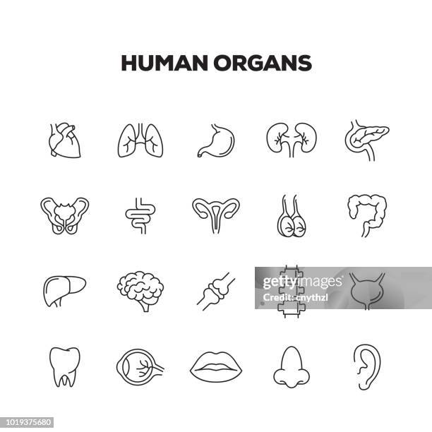 人體器官線圖示設置 - human lung 幅插畫檔、美工圖案、卡通及圖標