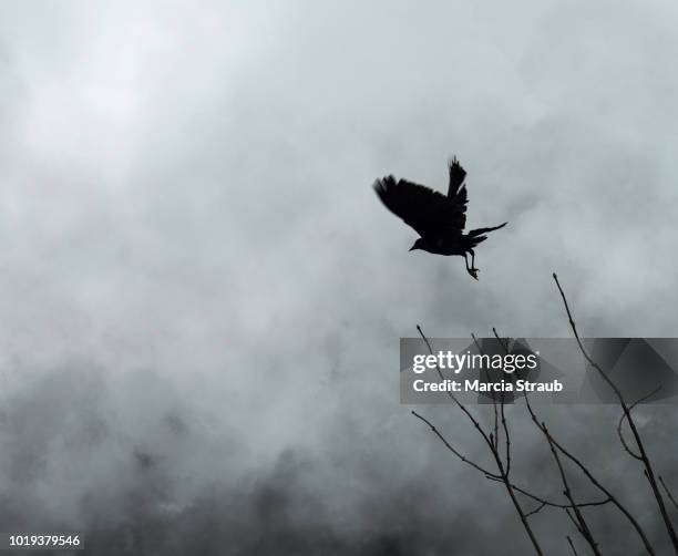 scary spooky crow in the fog - raven bird stockfoto's en -beelden