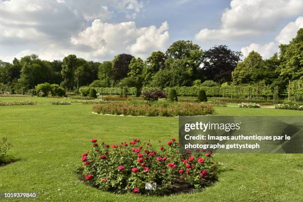 the circular rose flowerbeds in springtime - red roses garden stock pictures, royalty-free photos & images