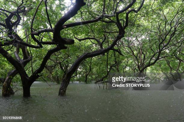ratargul natural swamp forest in sylhet, bangladesh - rainy day in dhaka stock pictures, royalty-free photos & images