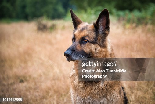 Portrait of a German shepherd Portrait of a German shepherd