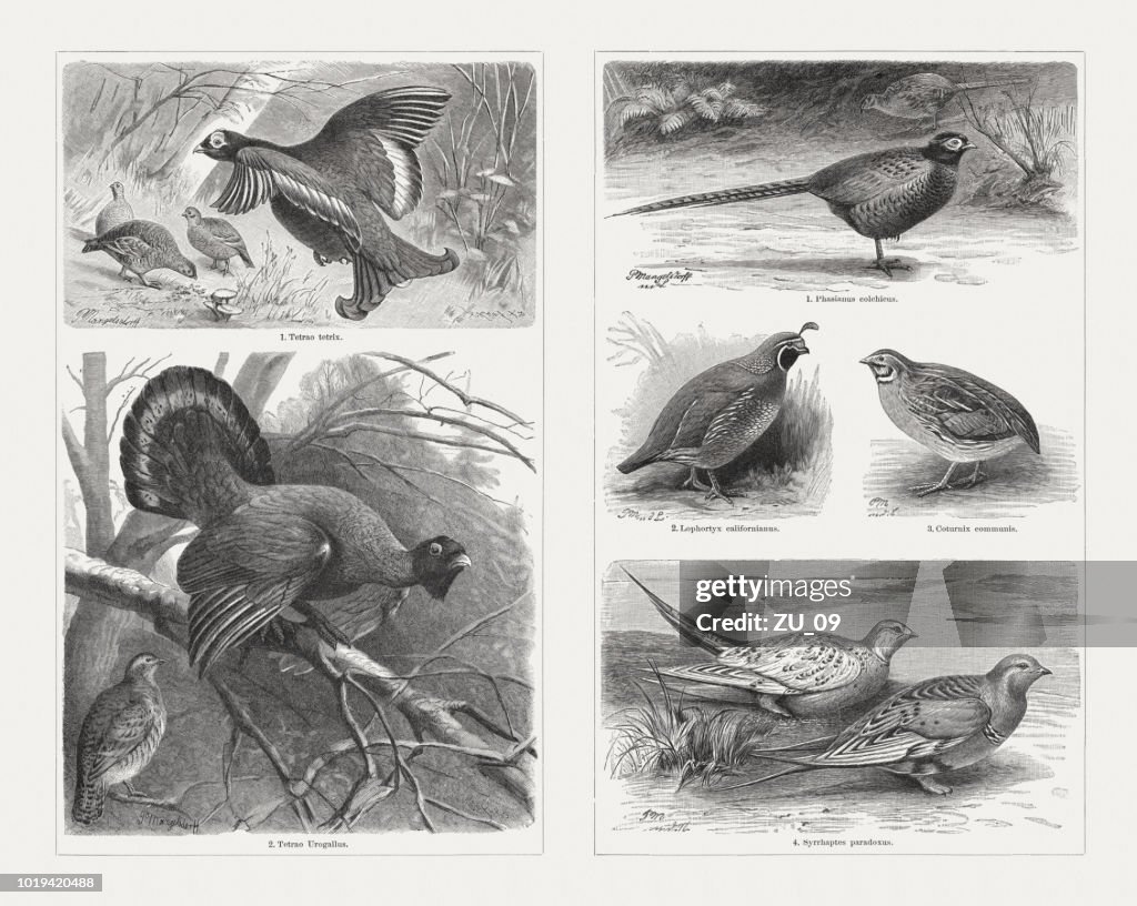 Aves de caça, gravuras de madeira, publicado em 1897