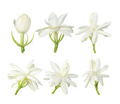 White flower,Thai jasmine flower isolated on white background