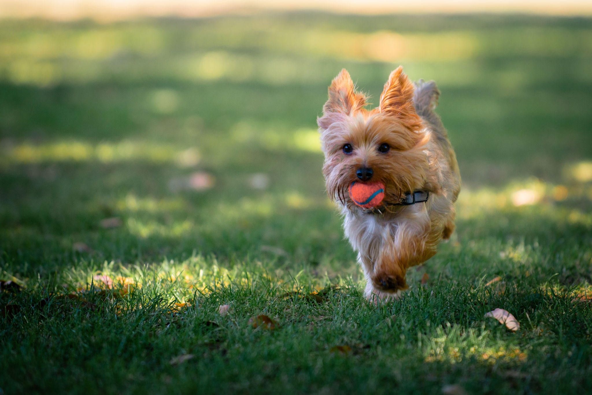 Yorkie Puppy Playing Fetch Yorkie Puppy Playing Fetch