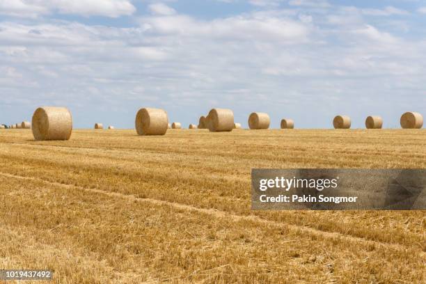 straw bales stacked in a field at summer time - bale stock pictures, royalty-free photos & images