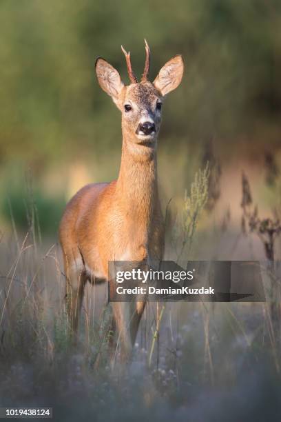 roe deer (capreolus capreolus) - roe deer stock pictures, royalty-free photos & images