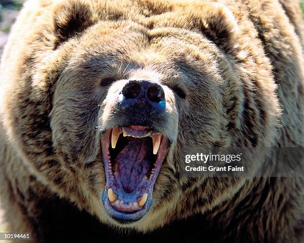 grizzly bear (ursus arctos horribilis) roaring, close up - angry bear imagens e fotografias de stock