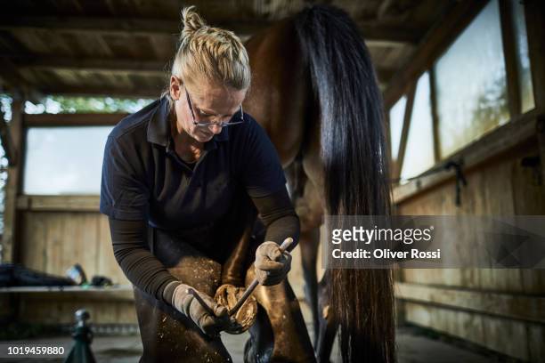 female farrier working on horse - schmied stock-fotos und bilder