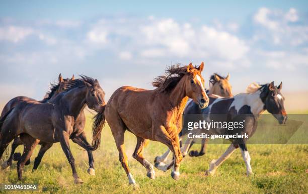 wilde pferde laufen kostenlos - wildpflanze stock-fotos und bilder