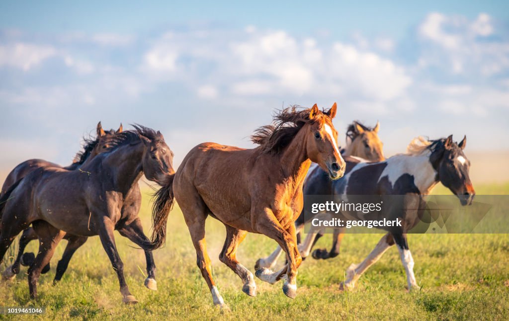 Wild Horses Running Free High-Res Stock Photo - Getty Images