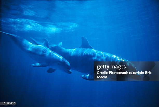 bottle-nosed dolphins(tursiops truncatus) mother and calfswimming - baby dolphin stock pictures, royalty-free photos & images